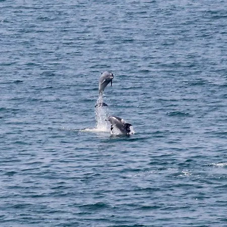 Casa Aurita Adults Only Πανσιόν 4*